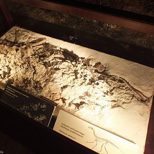 Silesaurus opolensis Skeleton - Warsaw Museum of Evolution