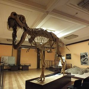 Tarbosaurus bataar - Warsaw Museum of Evolution