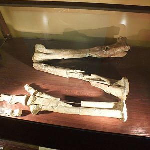 Gallimimus bullatus Bones- Warsaw Museum of Evolution