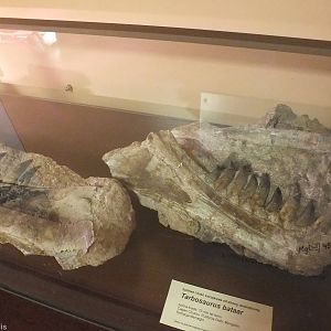 Tarbosaurus bataar - Warsaw Museum of Evolution