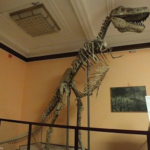 Tarbosaurus bataar - Warsaw Museum of Evolution