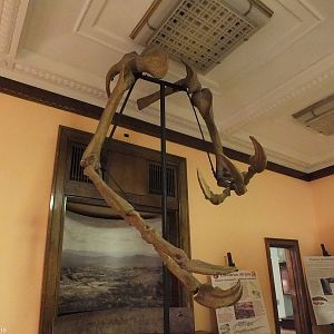 Deinocheirus mirificus - Warsaw Museum of Evolution