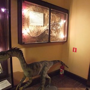 Coelophysis bauri Display (fossils in case at the back) - Warsaw Museum of