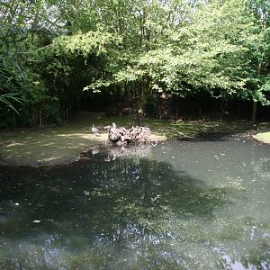 renewd Capybara and Southern screamer exhibit