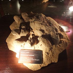 Protoceratops andrewsi Eggs - Warsaw Museum of Evolution
