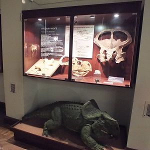 Protoceratops andrewsi Display (fossils in the case and model on the ground