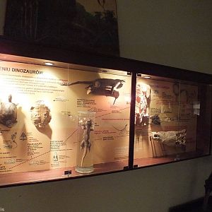 Reptile Display - Warsaw Museum of Evolution