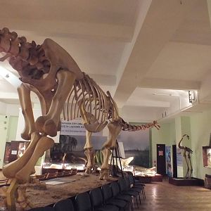 Nemegtosaurus - Warsaw Museum of Evolution