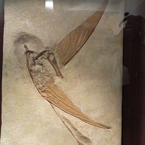 Rhamphorhynchus muensteri - Warsaw Museum of Evolution