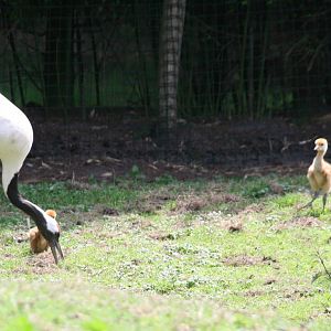 Red-crowned crane with chicks