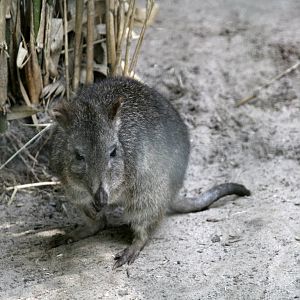 Long-nosed potoroo