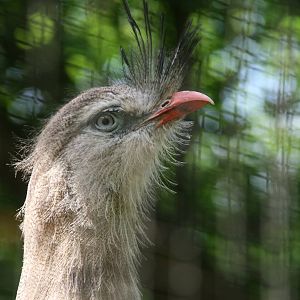 Red-legged seriema
