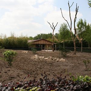 New red panda exhibit