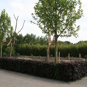 New red panda exhibit