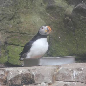 Atlantic puffin