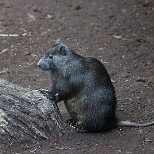 Desmarest's hutia