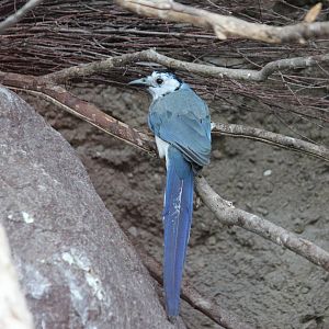 White-throated magpie-jay