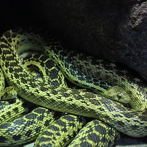 Gopher snake