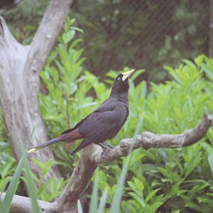 Crested oropendola