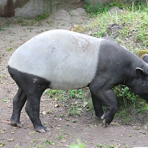 Malayan tapir