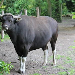 Javan banteng