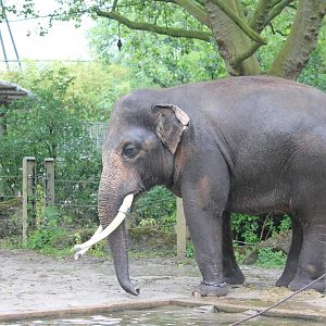 Asian elephant