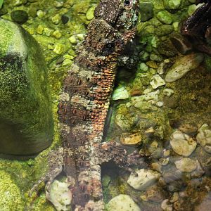 Chinese crocodile lizard