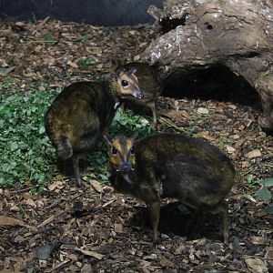 Balabac mouse deer