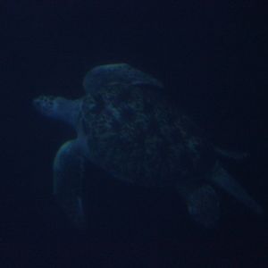 Hawksbill sea turtle