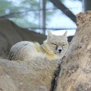 Swift fox