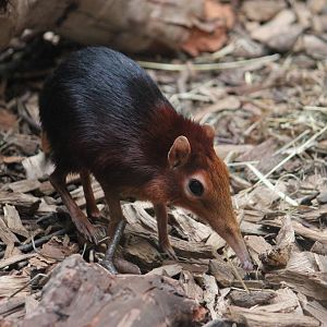 Black-and-rufous elephant shrew