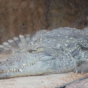 Nile crocodile