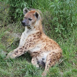 Spotted hyena