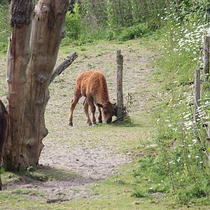 Young American plains bison