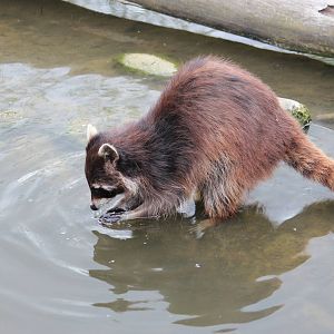 North American raccoon