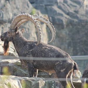 Siberian ibex