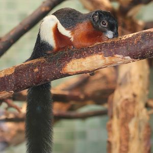 Prevost's squirrel [ssp?]