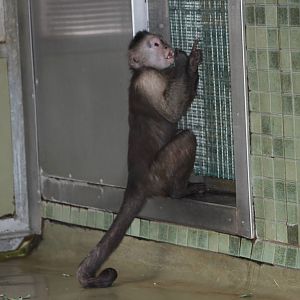 Guianan weeper capuchin