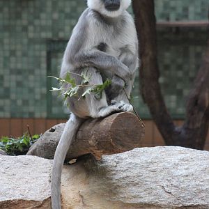 Grey langur