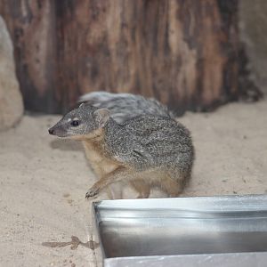 Narrow-striped mongoose