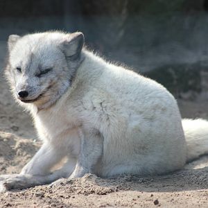 Arctic fox