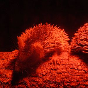 Lesser Hedgehog Tenrec