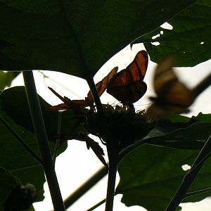 Dryas Julia