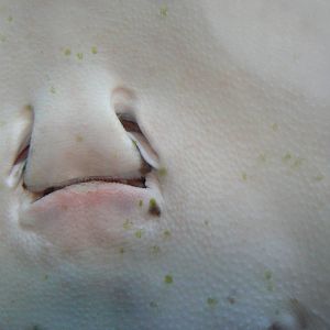 Occelate River Stingray