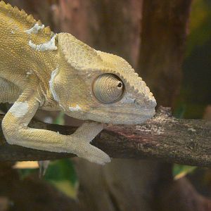 Veiled Chameleon