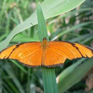 Dryas Julia