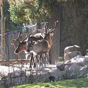 Copenhagen Zoo, Sep. 27th 2015