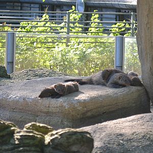 Copenhagen Zoo, Sep. 27th 2015