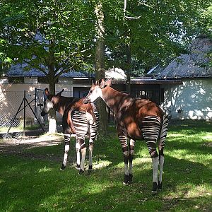Copenhagen Zoo, Sep. 27th 2015