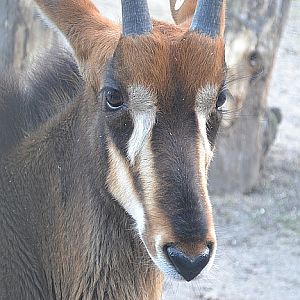 Copenhagen Zoo, Sep. 27th 2015